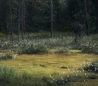 Цветущее болото