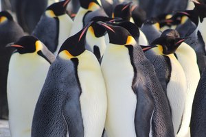 Императорские пингвины признаны исчезающим видом