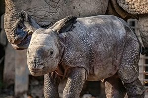 В Честерском зоопарке родился редкий индийский носорог. Это попало на видео!