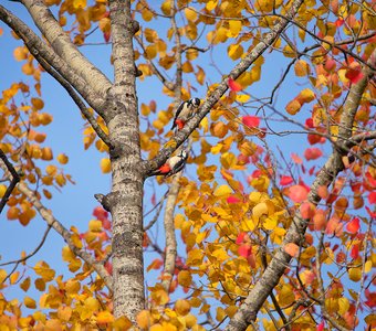 Осенние игры пестрых дятлов