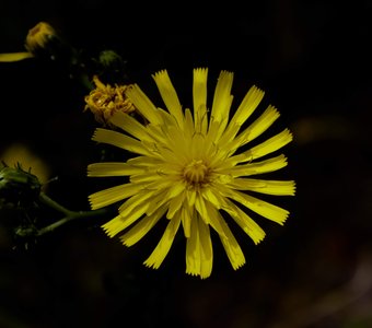 Маленькое солнышко