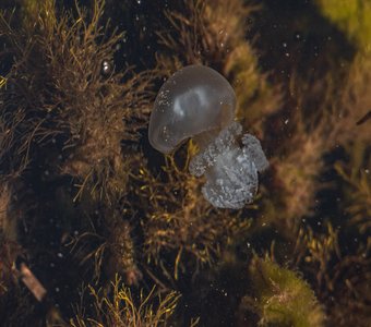 Маленькая медуза в Керченском проливе