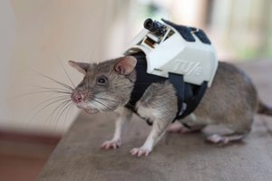 В Бельгии крыс с рюкзаками отправят на поиски выживших после землетрясений