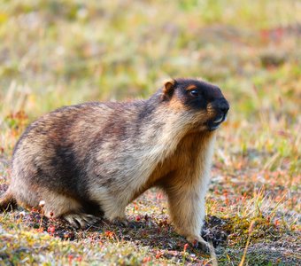 Камчатский свиcтунишка