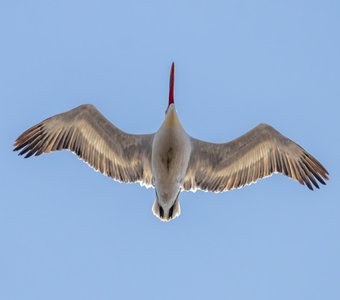 Пеликан: взгляд снизу