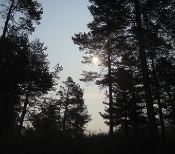 сквозь кроны деревьев