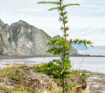 Животные: Часовой