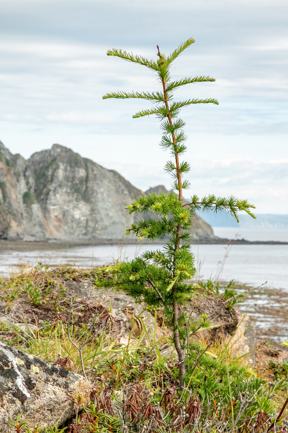 Животные: Часовой