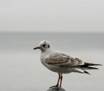 Птицы: Чаечка на шаре