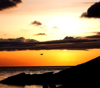 Цапля над морем