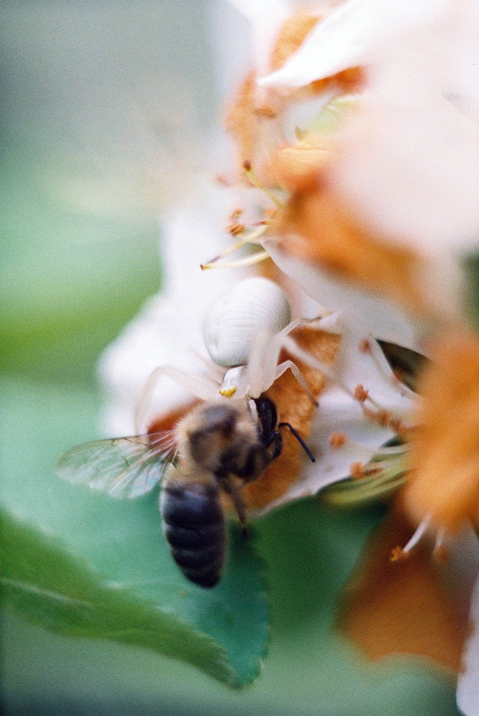 Белым цветочком оборотился паук. Пчела не жужжит.