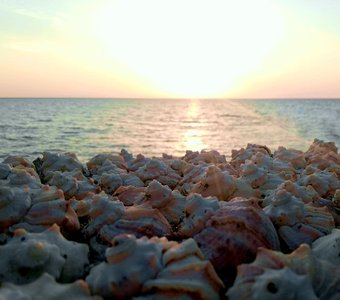 Ракушки рапана