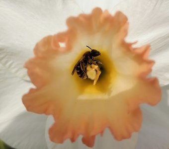 В самом центре цветка