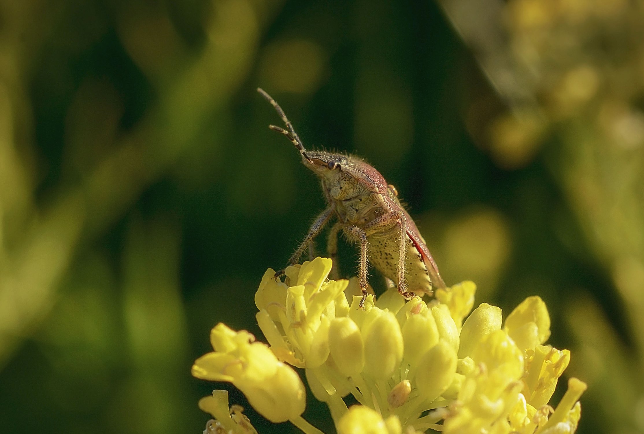 Наблюдатель — Фото №1425850