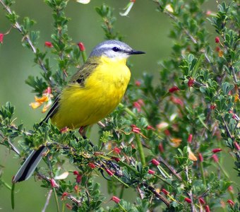 Желтая трясогузка (Motacilla flava)