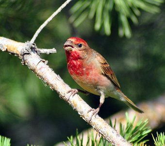 Обыкновенная чечевица (Carpodacus erythrinus)