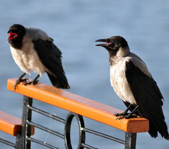 Серая ворона (Corvus cornix)