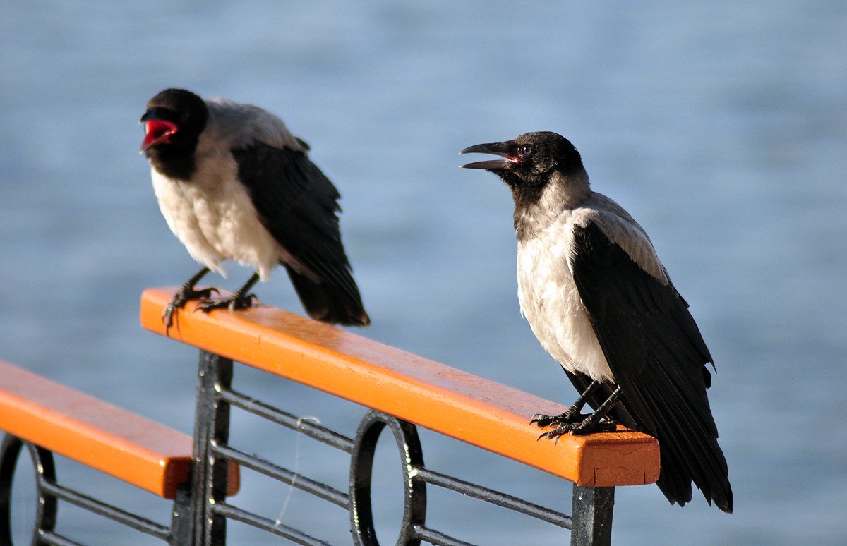 Russian crow. Сорока прикол. Ворона с сигаретой. Сорока с сигаретой. Ворона украла.