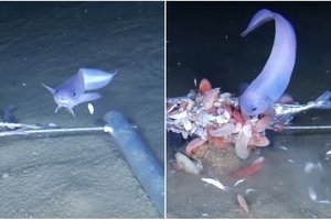 Биологи нашли синюю рыбу-слизня в глубоководном желобе