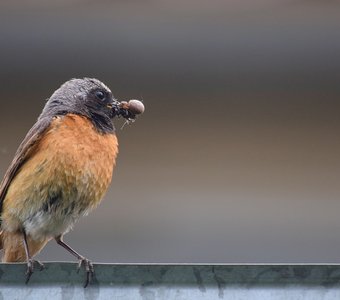 Еду птенцам несу сам.