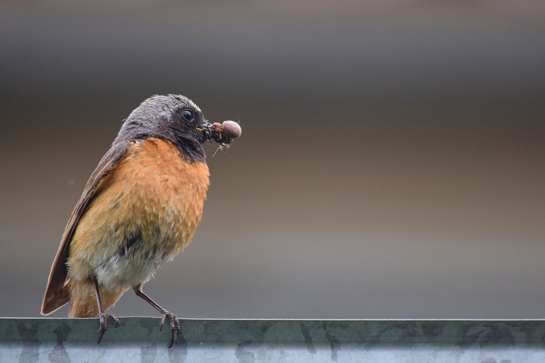 Еду птенцам несу сам