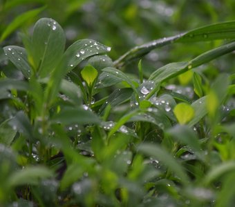 После дождя.