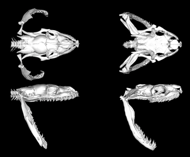 Фото: Integrative Organismal Biology