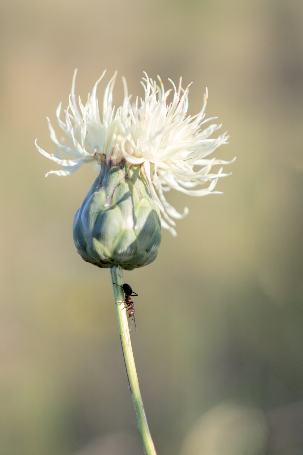 Под белым венчиком