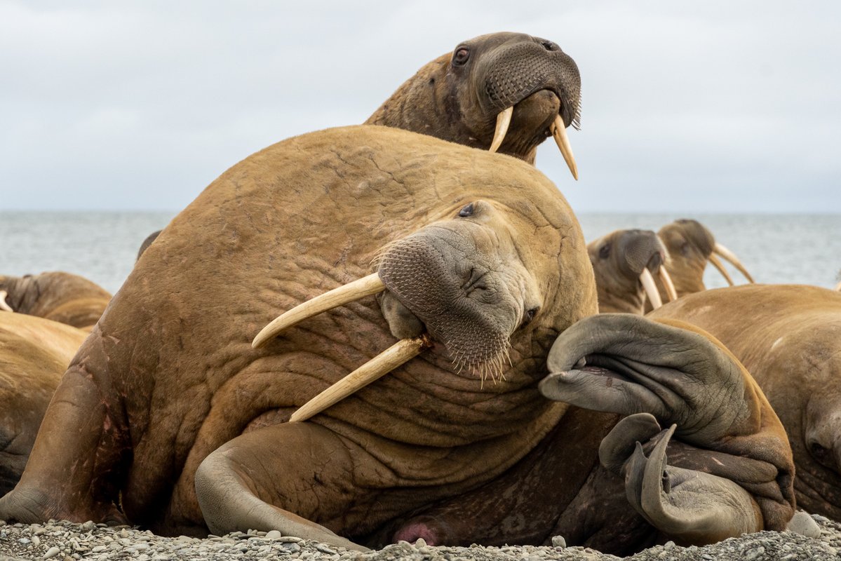 Ластоногие гиганты: как российские исследователи изучали лаптевских моржей