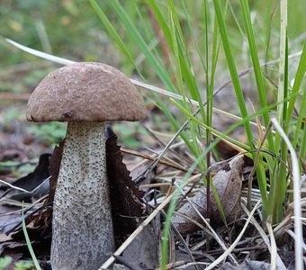 Вот какой красавчик!