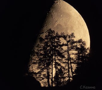 Луна за лесом. Горный Алтай