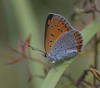 Многоглазка непарная