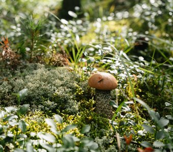 Неожиданный сюрприз