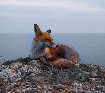 Взгляд в светлое будущее