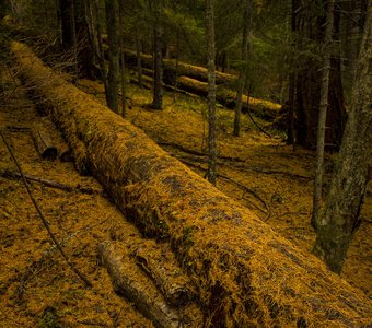 Осень в Линдуловской роще