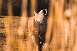 Из-за браконьеров у носорогов уменьшаются рога
