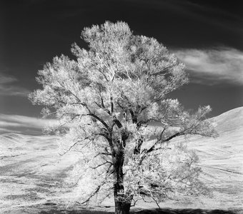 Летний пейзаж