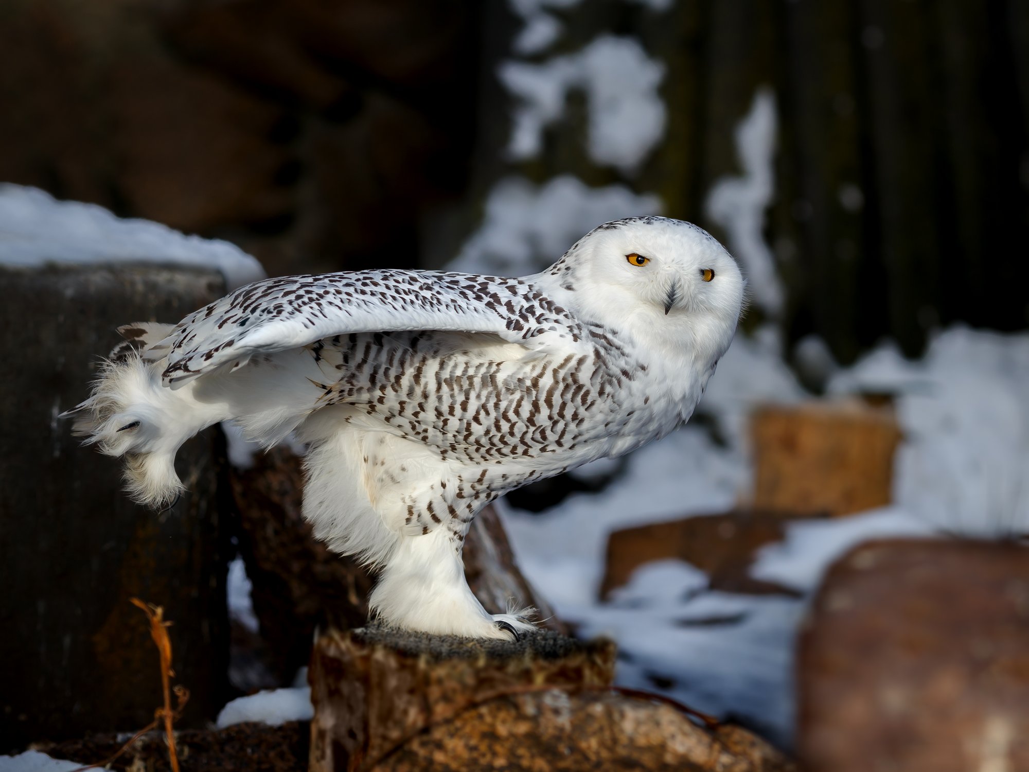Лапы выше, крылья шире. Повернулись, три, четыре