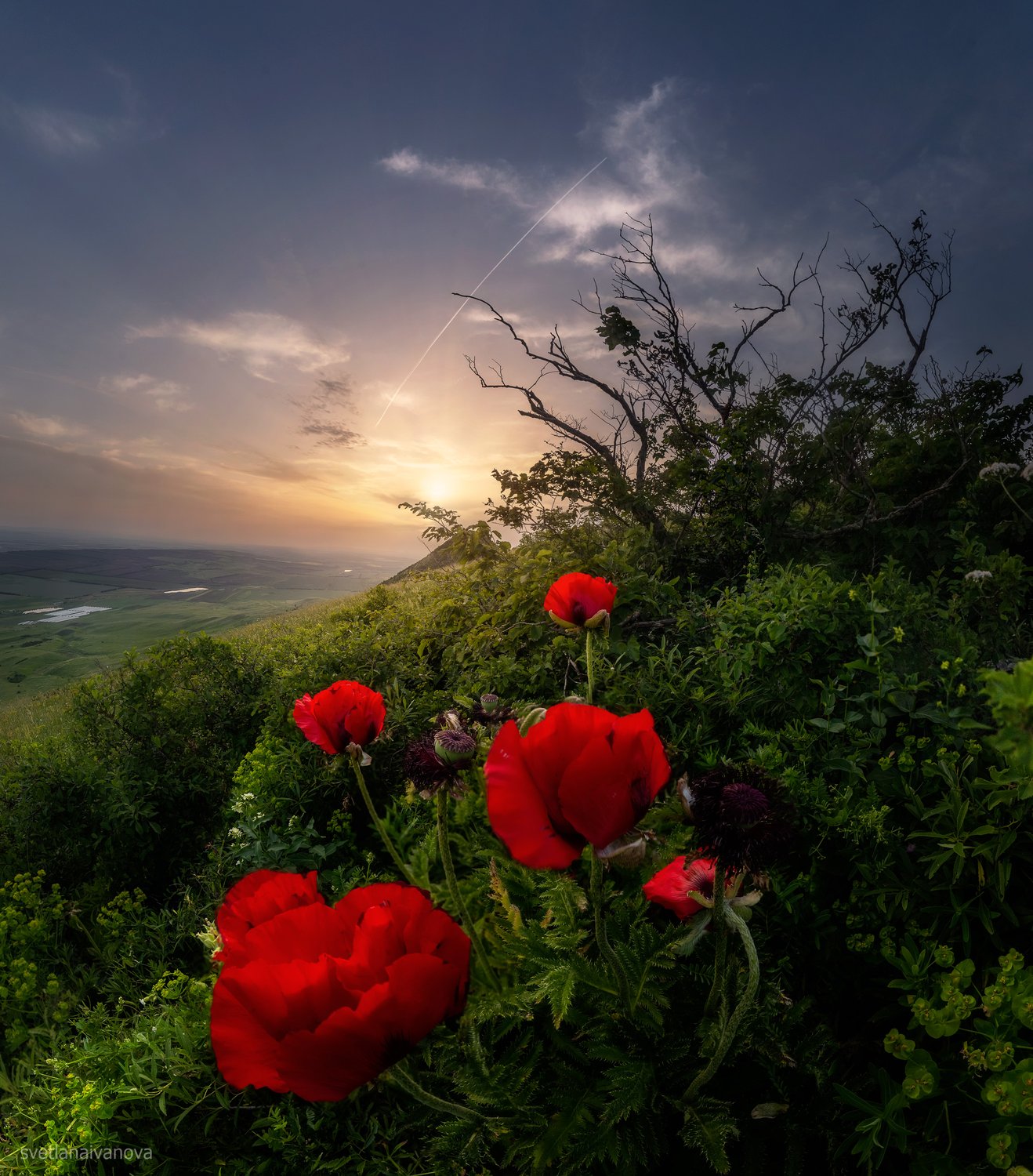 Упал на землю маковый закат