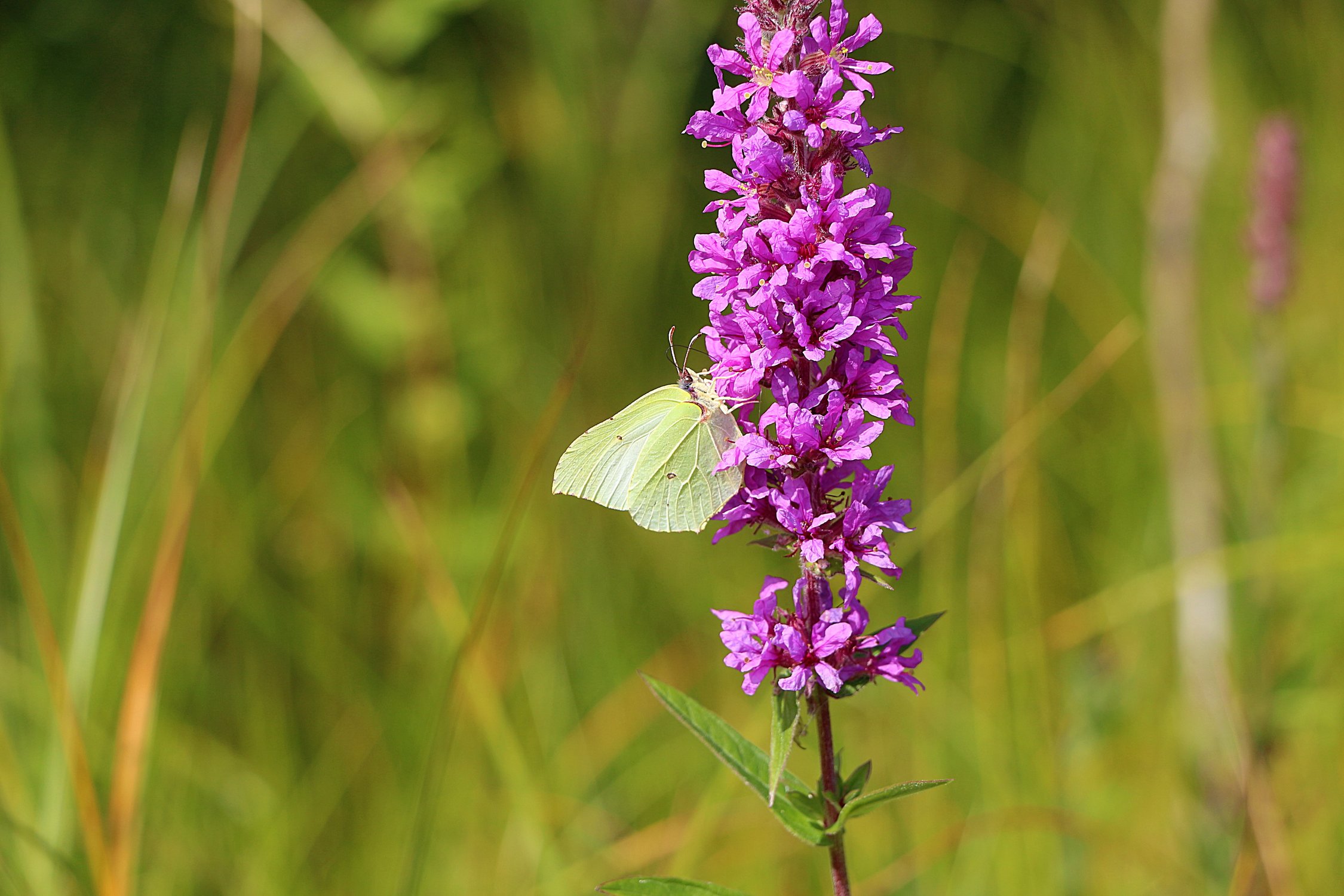 Сбор нектара