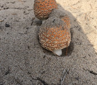 Песочный мухомор