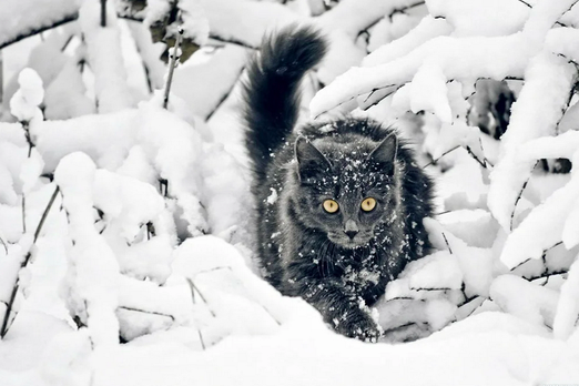 «Гуляет в -30», «бросили больного в лесу, а к осени он сам вернулся»: странные истории про котов со всей России