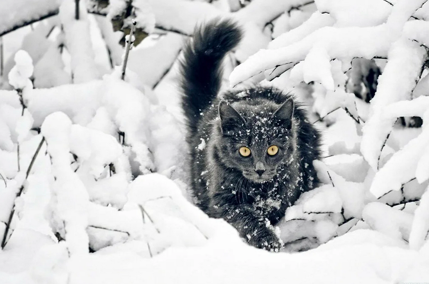 Гуляет в -30», «бросили больного в лесу, а к осени он сам вернулся»:  странные истории про котов со всей России