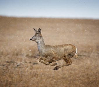 Косуля в полете