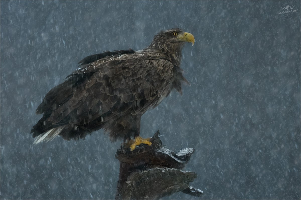 Февральская метель — Фото №1427819