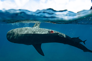 Как тигровые акулы помогли составить карту крупнейшей в мире системы водорослей