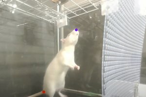Крысы могут танцевать! У них обнаружили чувство ритма