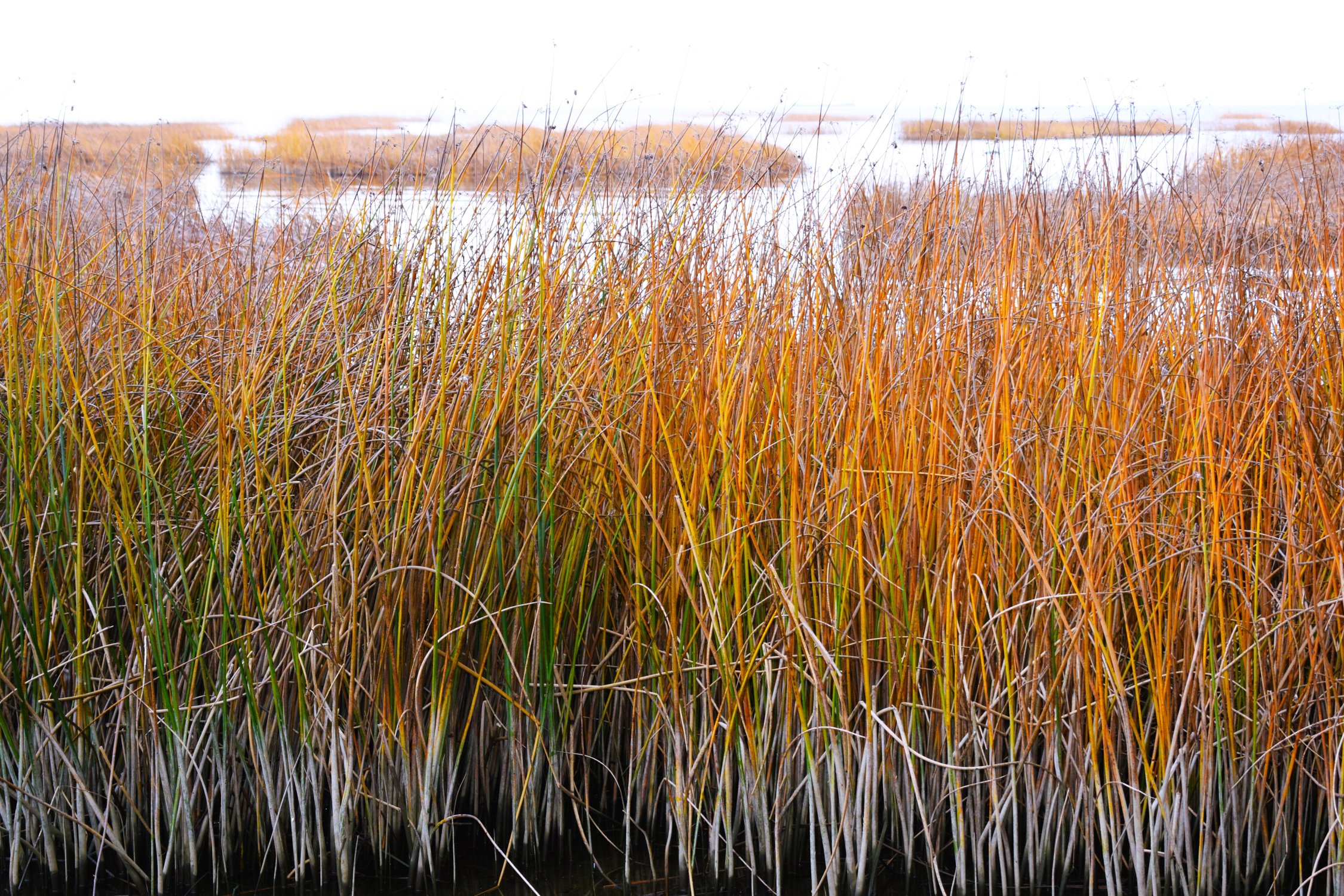 Тростник обыкновенный phragmites Australis. Мискантус китайский Red Chief. Тростник Южный обыкновенный. Спартина гребенчатая.