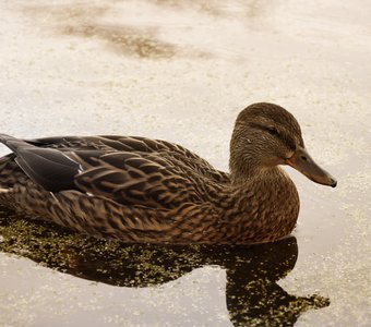 Осенняя кряква