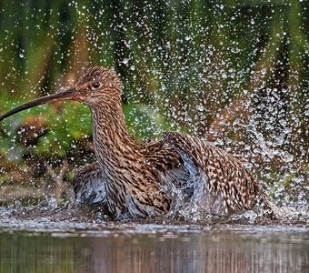 Купание большого кроншнепа.